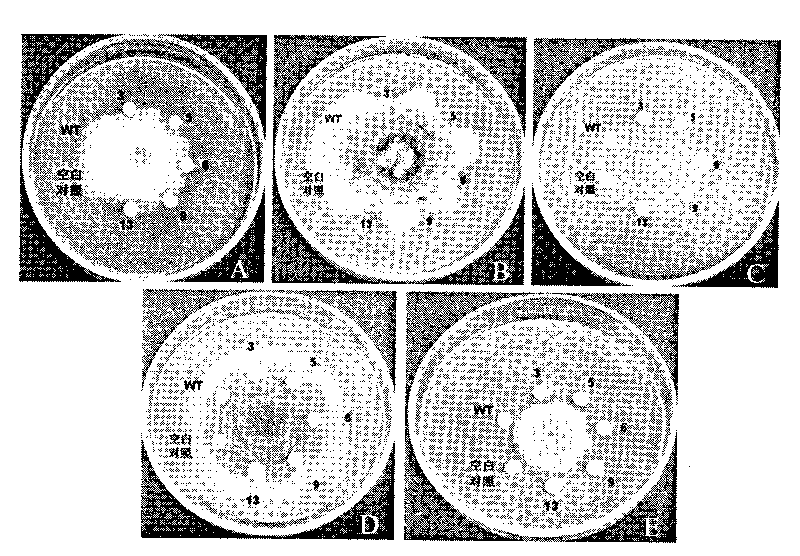 Red skinned pear polygalacturonase-inhibiting protein gene (PpPGIP) and application