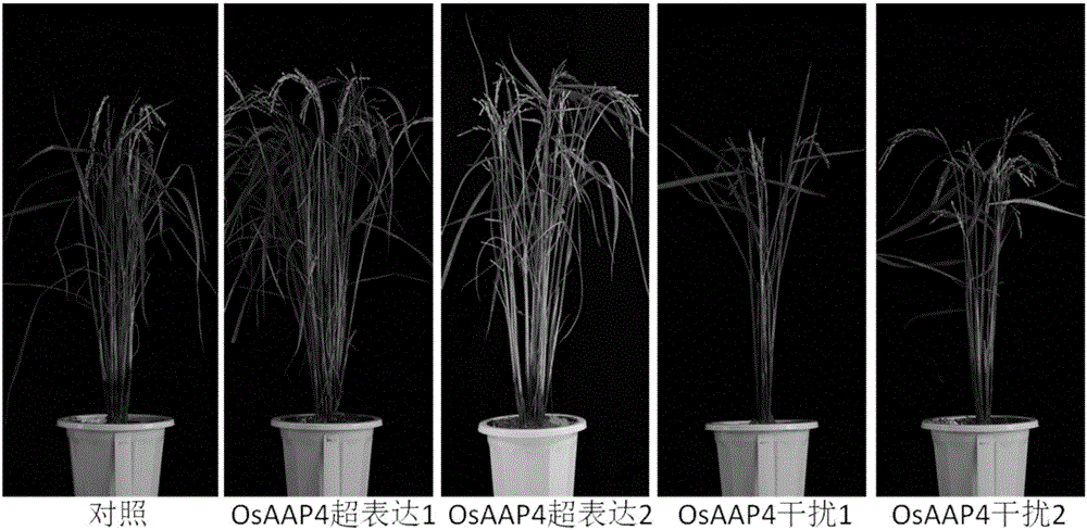 Application of amino acid transport gene OsAAP4 to rice breeding