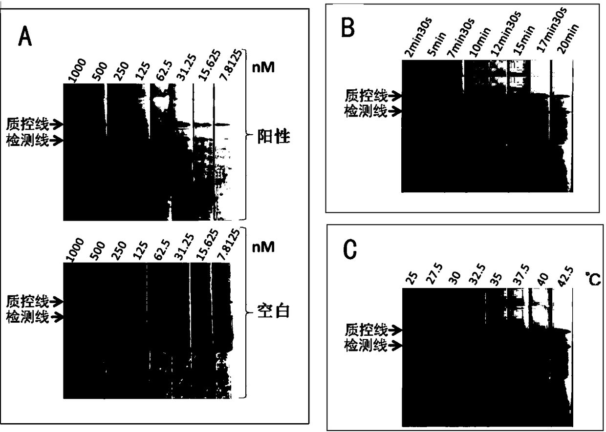 A kind of rpa primer for detecting chicken infectious laryngotracheitis virus and its detection method