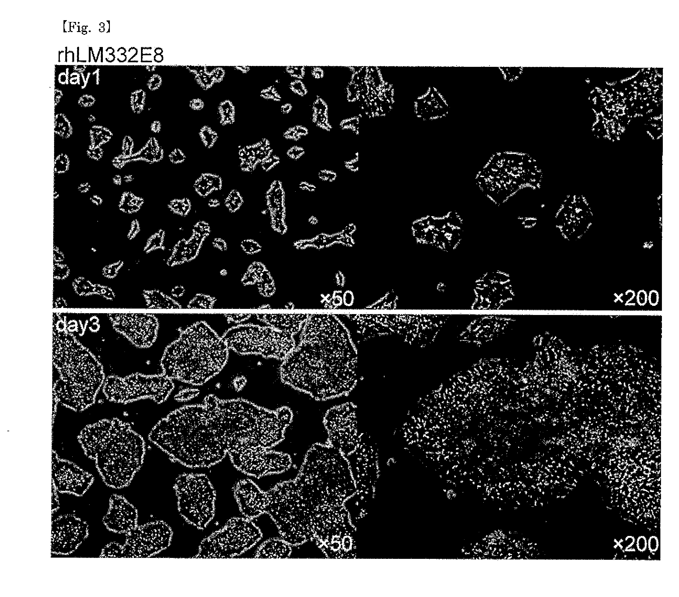 Culture substrate for human pluripotent stem cells and use thereof