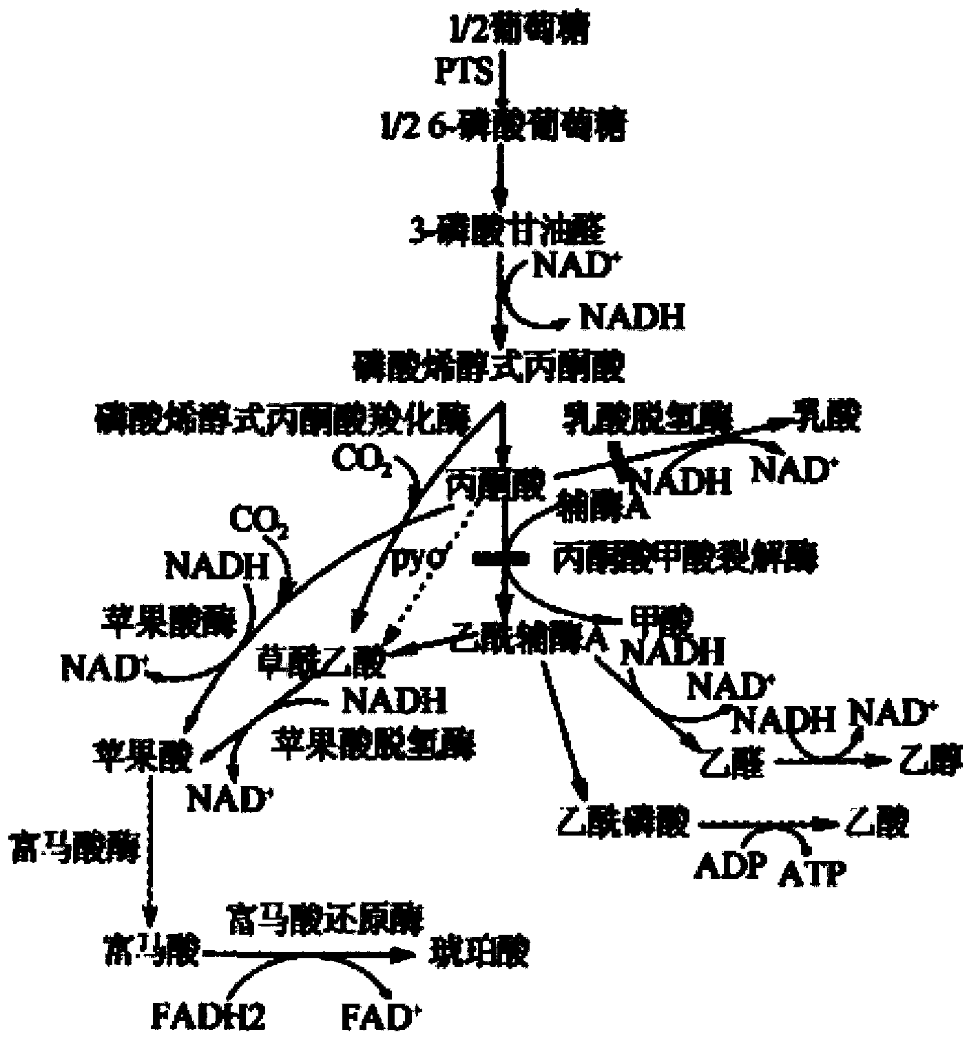 Genetic engineering bacterium for producing succinic acid, and construction and application thereof