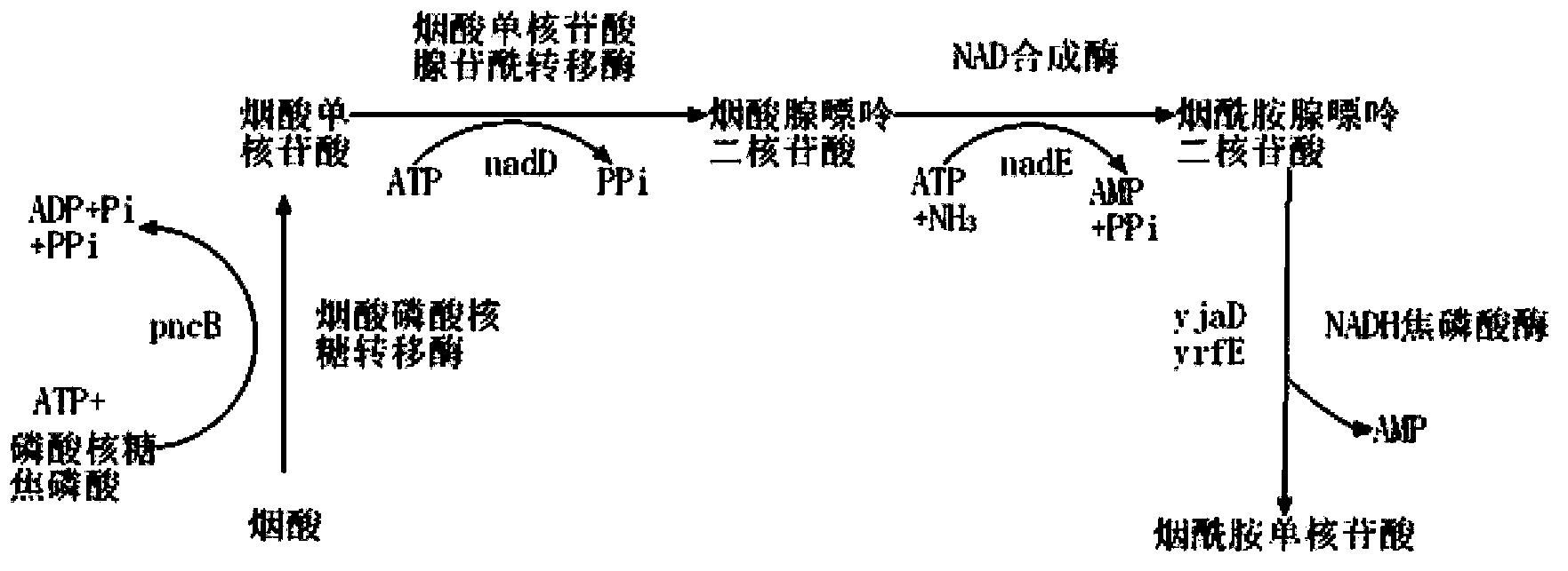 Genetic engineering bacterium for producing succinic acid, and construction and application thereof