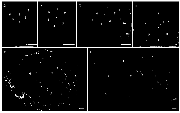 Method for creating ornamental rice germplasm by using two rice zinc finger protein genes