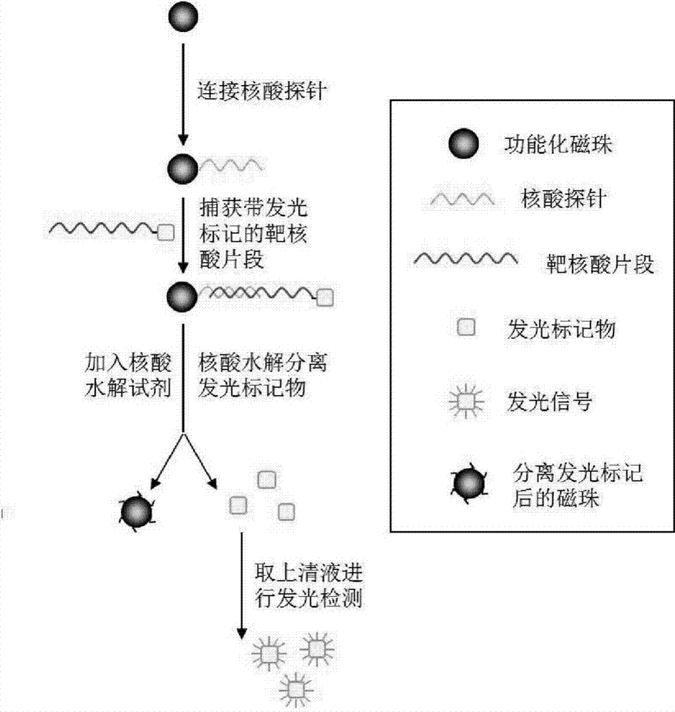 Nucleic acid detection method for separating luminous marker based on magnetic beads and nucleic acid hydrolysis