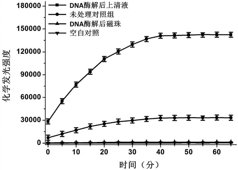 Nucleic acid detection method for separating luminous marker based on magnetic beads and nucleic acid hydrolysis