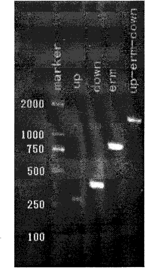 Streptococcus-pneumoniae-toxicity-reducing live vaccine