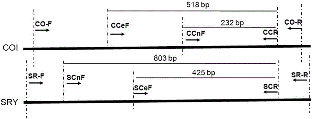 Method for identifying sika deer, red deer or other hybridized deer on basis of COI and SRY sequences