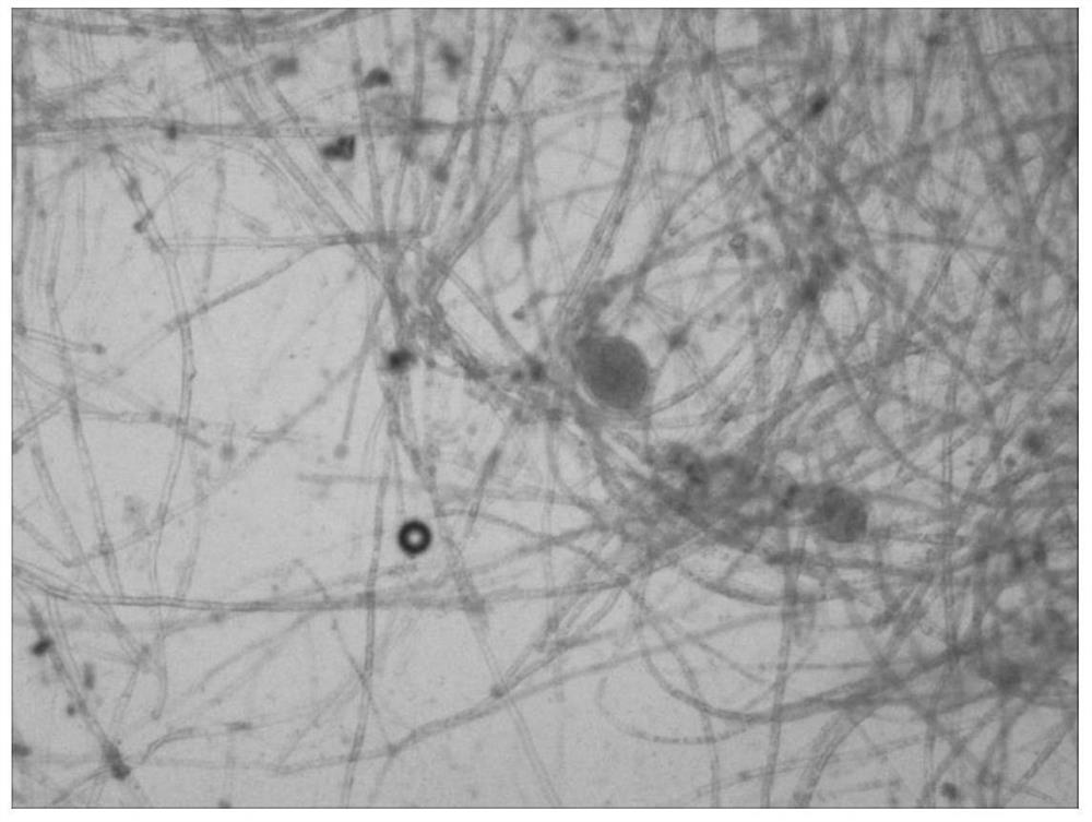 A culture medium for inducing spore production of Phytophthora capsici, preparation method and application