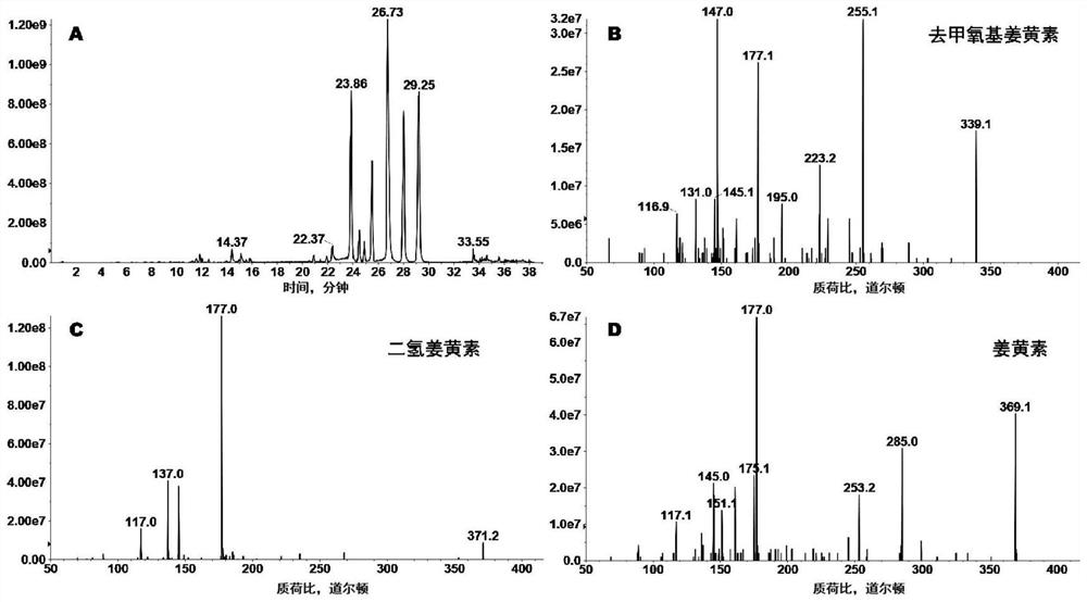 Method for identifying turmeric varieties by applying wide targeted metabonomics technology