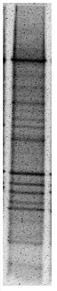 Method for analyzing microbial community structure of fermented grain