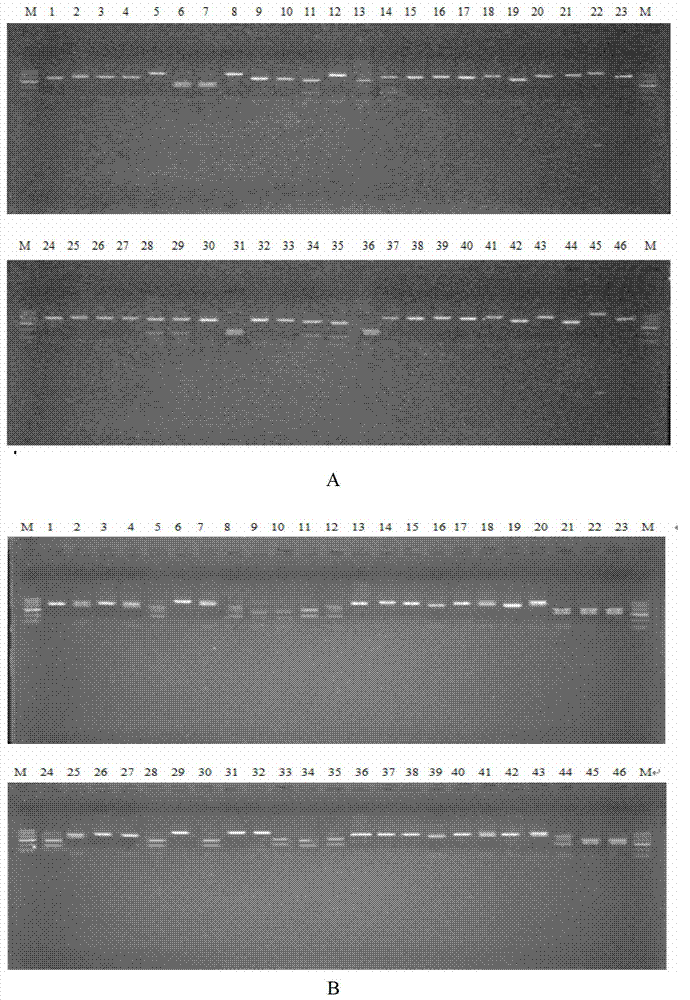 Method for analyzing microbial community structure of fermented grain