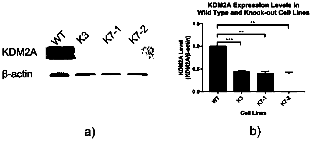 A method for knocking out the kdm2a gene of HEK293T cells using CRISPR-Cas9 technology