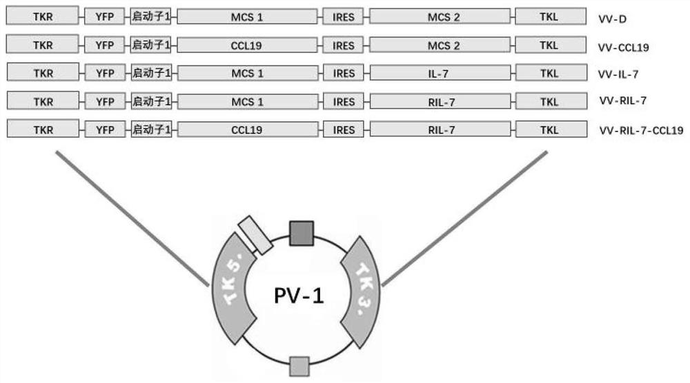 Fusion gene RIL-7 combined CCL19 recombinant oncolytic vaccinia virus and application thereof in preparation of antitumor drugs