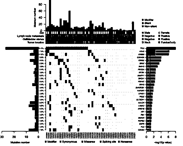 ERBB signal pathway mutation targeted sequencing method for prognosis evaluation of gallbladder carcinoma