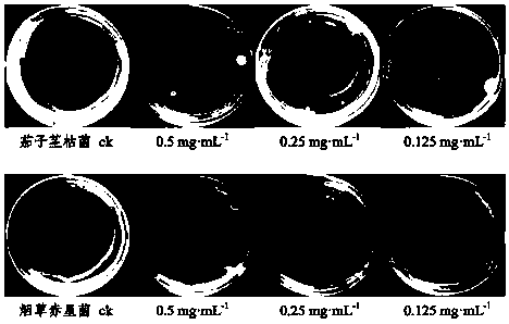 Application and separation and purification method of monomer compound in wisteria tumor