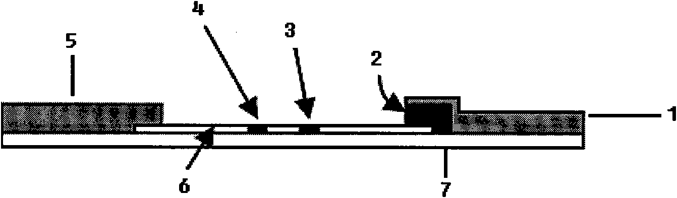 Ochratoxin A fluorescence detection test strip and application thereof