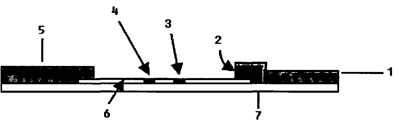 Ochratoxin A fluorescence detection test strip and application thereof