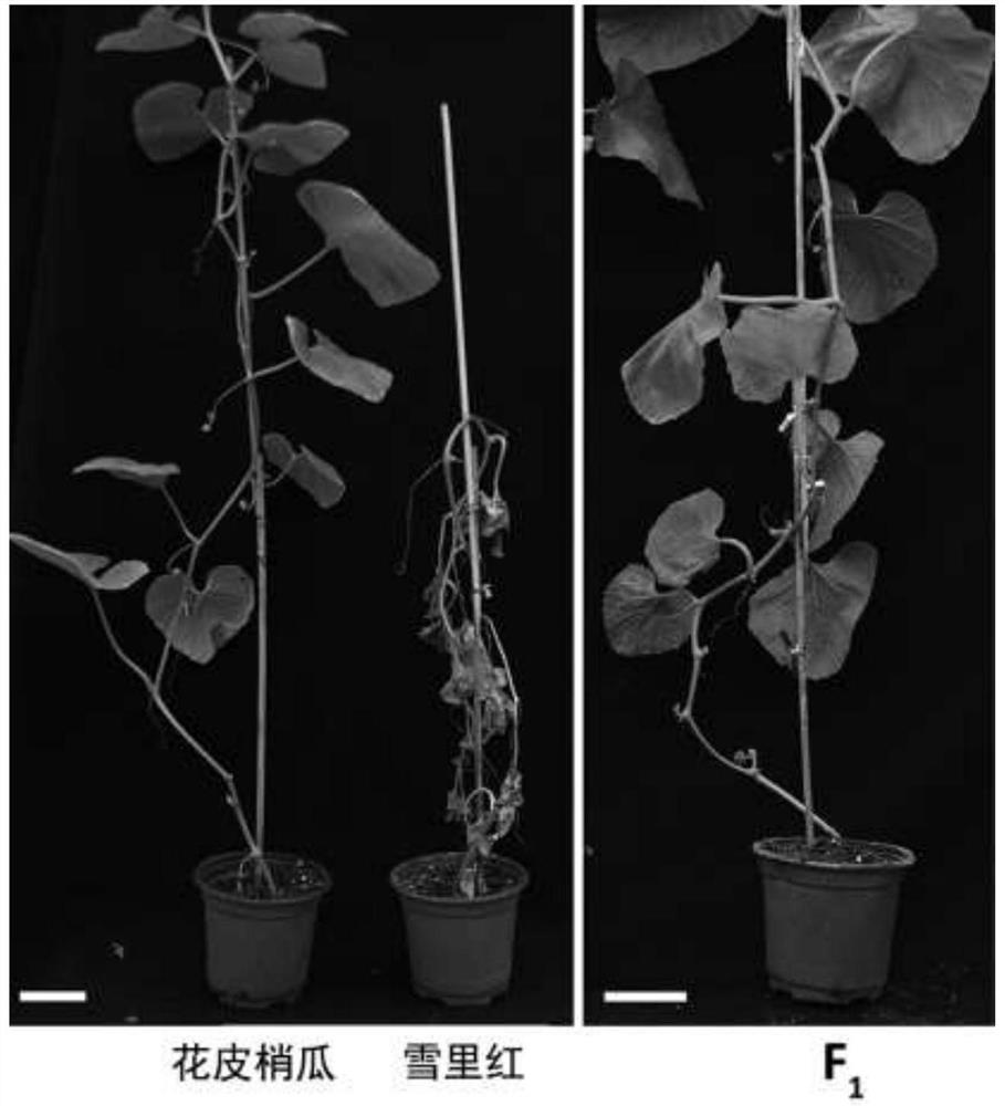 Four kinds of single nucleotide polymorphism-based molecular markers of muskmelon blight resistance and their application