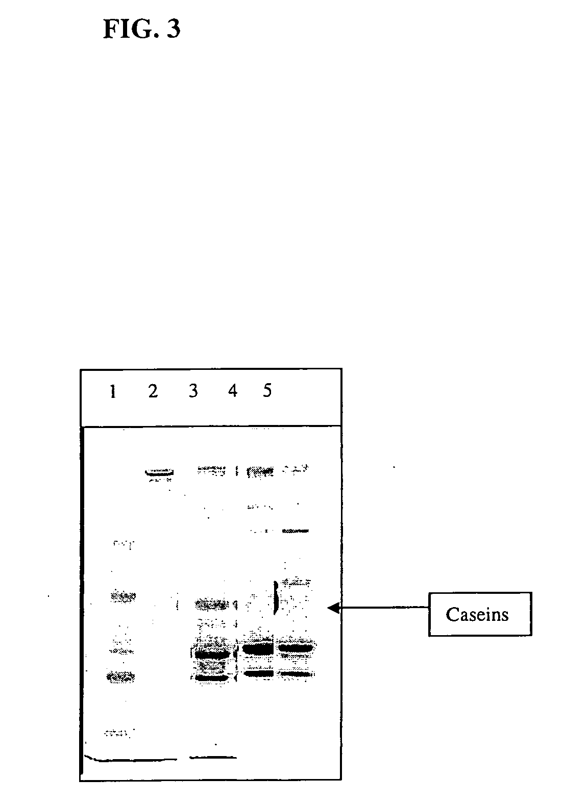 Methods of tangential flow filtration and an apparatus therefore