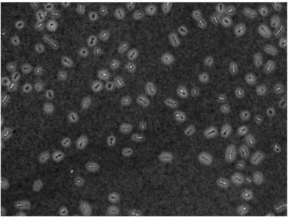 Bacillus capable of degrading slightly soluble phosphorus and organophosphorous pesticide