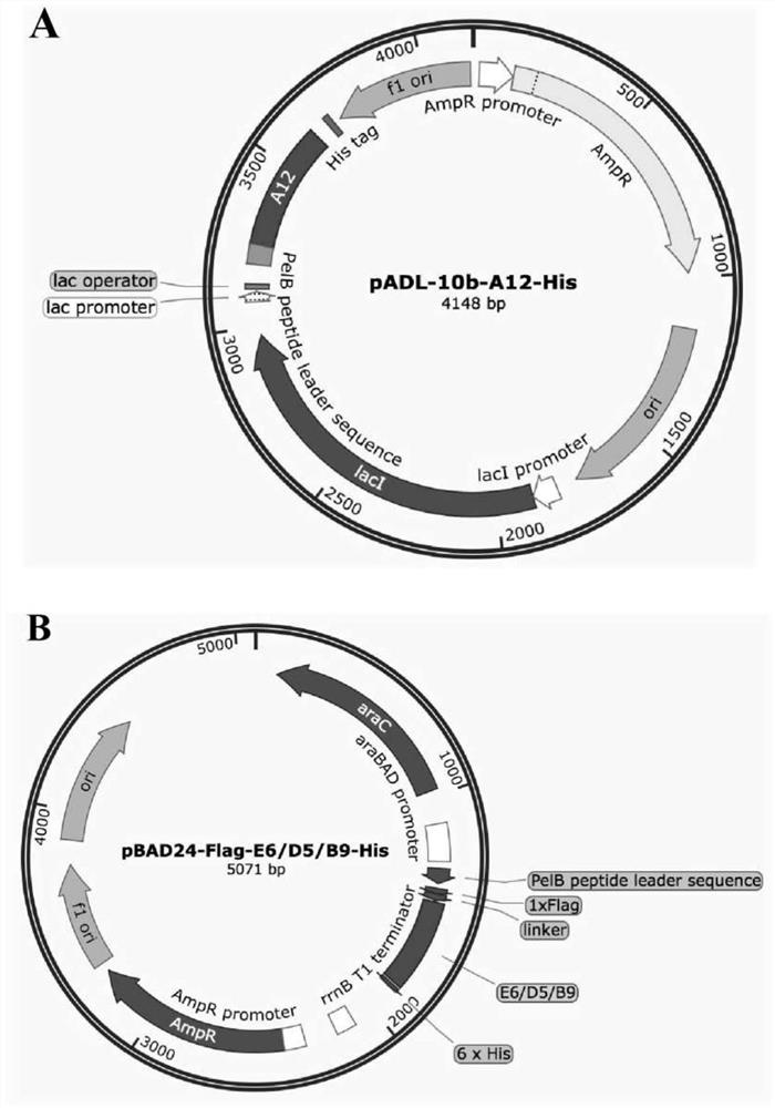 Encoding gene of green fluorescent protein nanobody and its preparation method and application