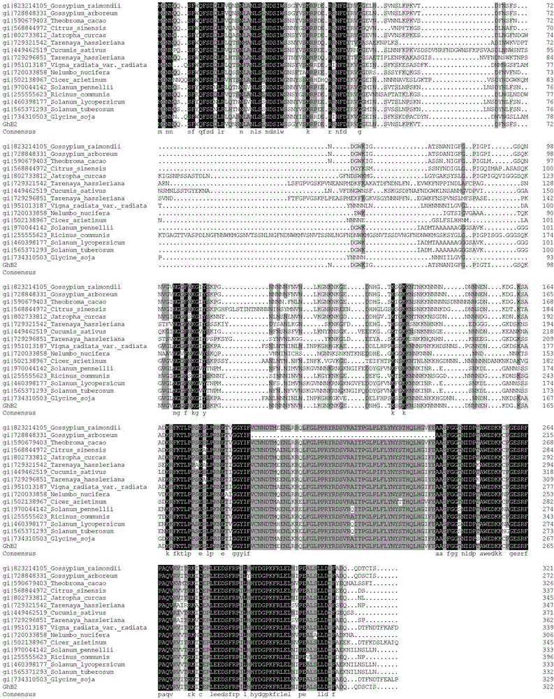 Gossypium hirsutum GhB2 protein as well as encoding gene and application thereof