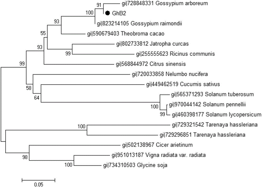 Gossypium hirsutum GhB2 protein as well as encoding gene and application thereof