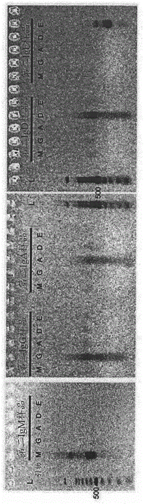 T cell receptor and b cell receptor repertoire analysis system, and use of same in treatment and diagnosis