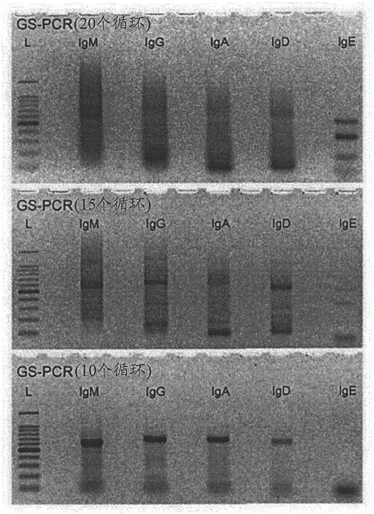 T cell receptor and b cell receptor repertoire analysis system, and use of same in treatment and diagnosis