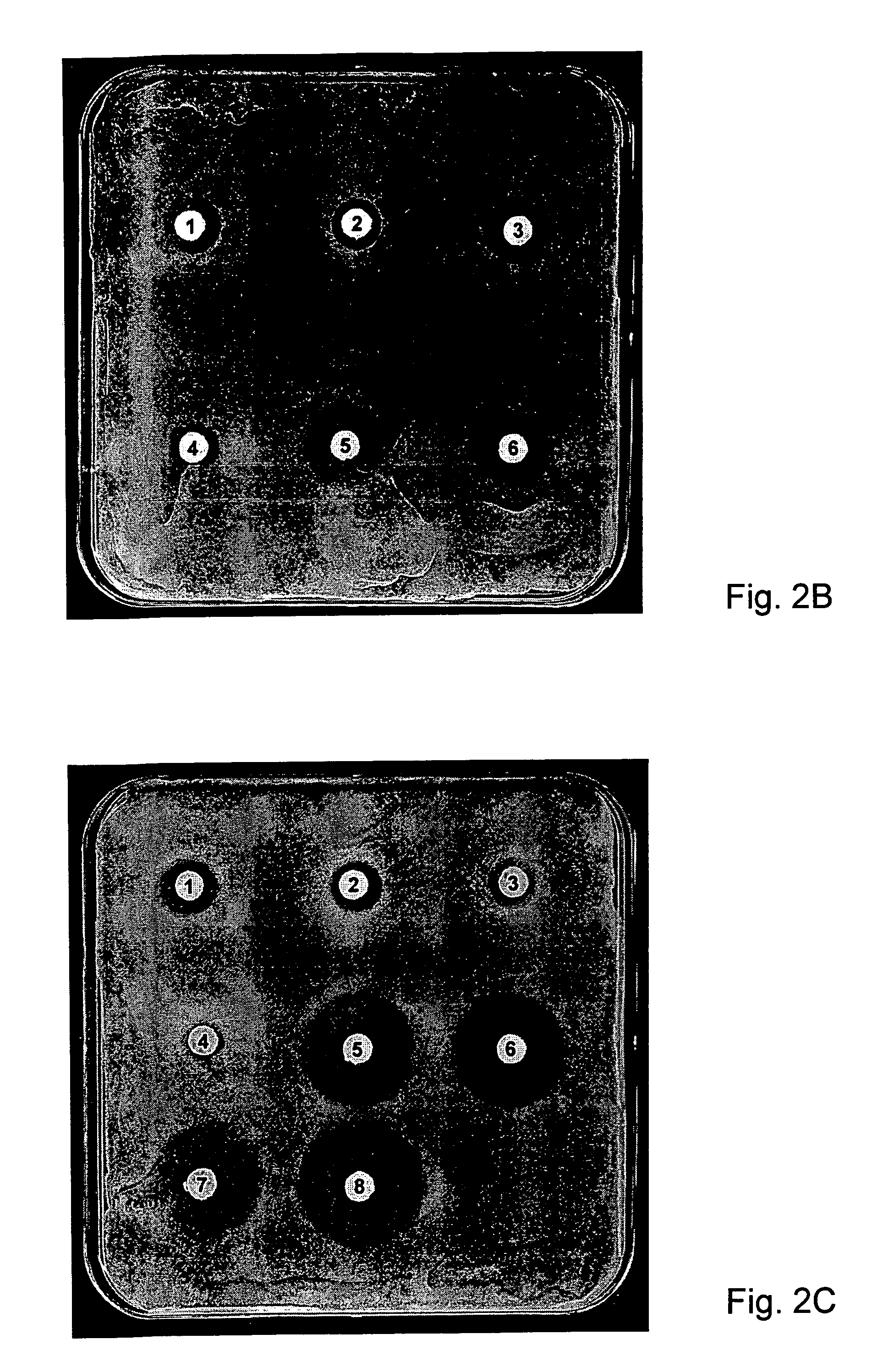 Growth characteristics of filamentous microorganisms