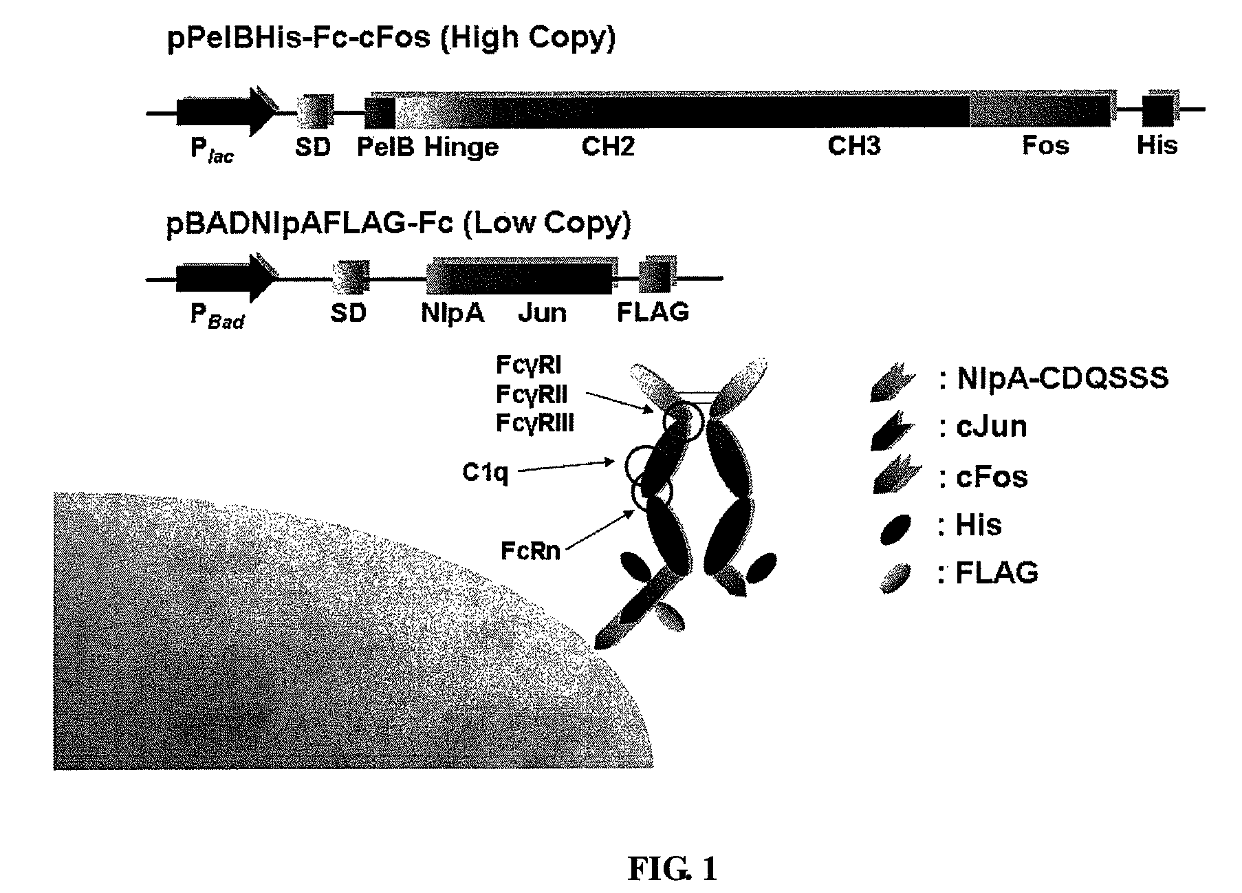 Immunoglobulin Fc libraries