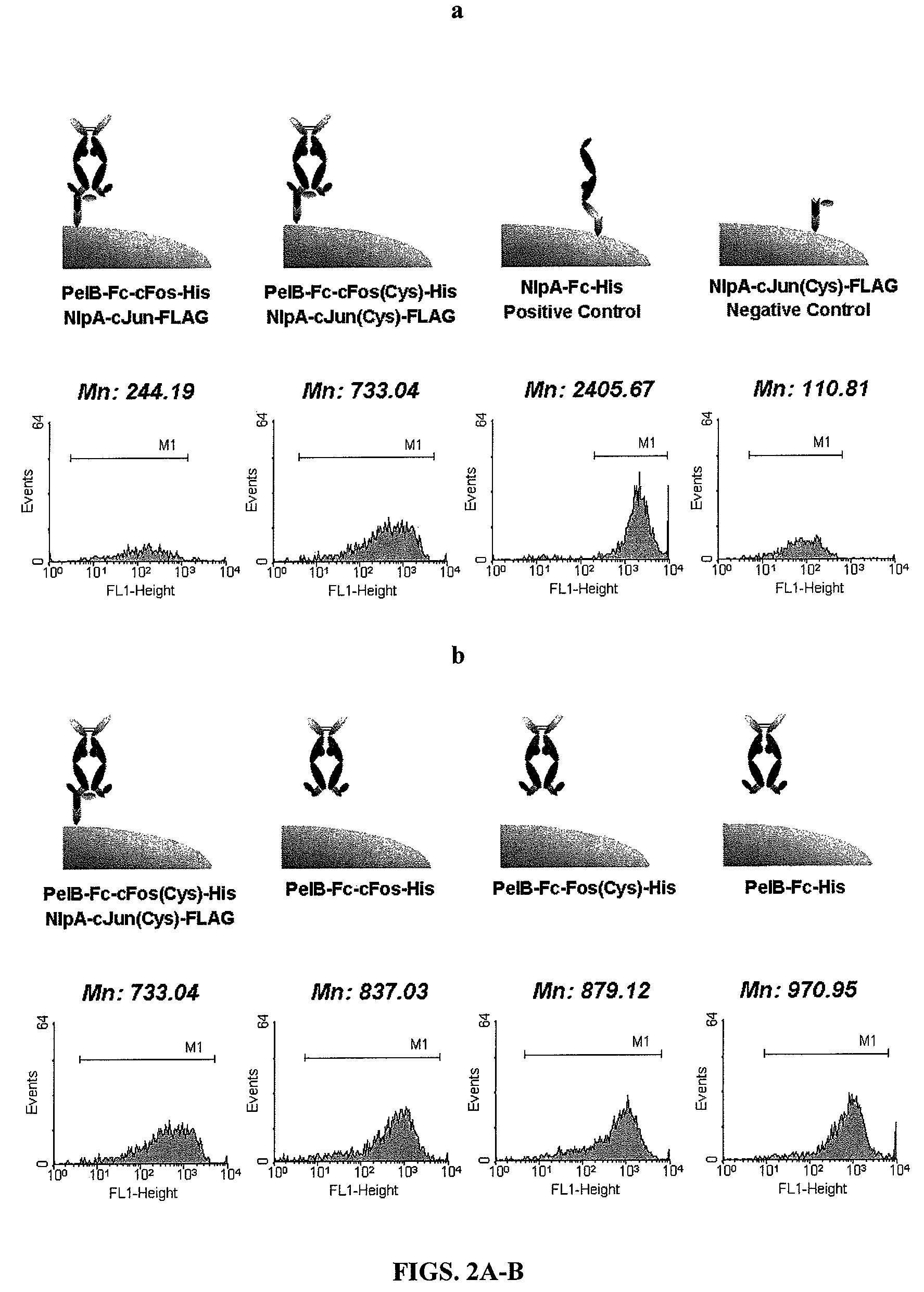 Immunoglobulin Fc libraries