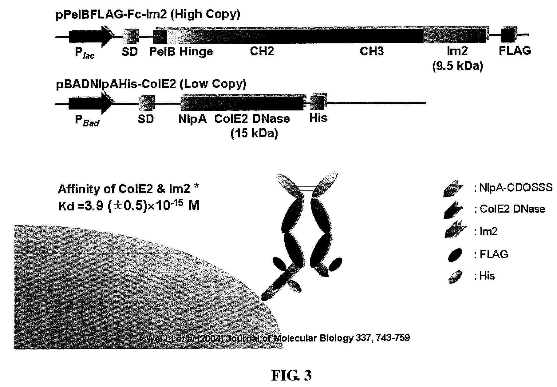 Immunoglobulin Fc libraries