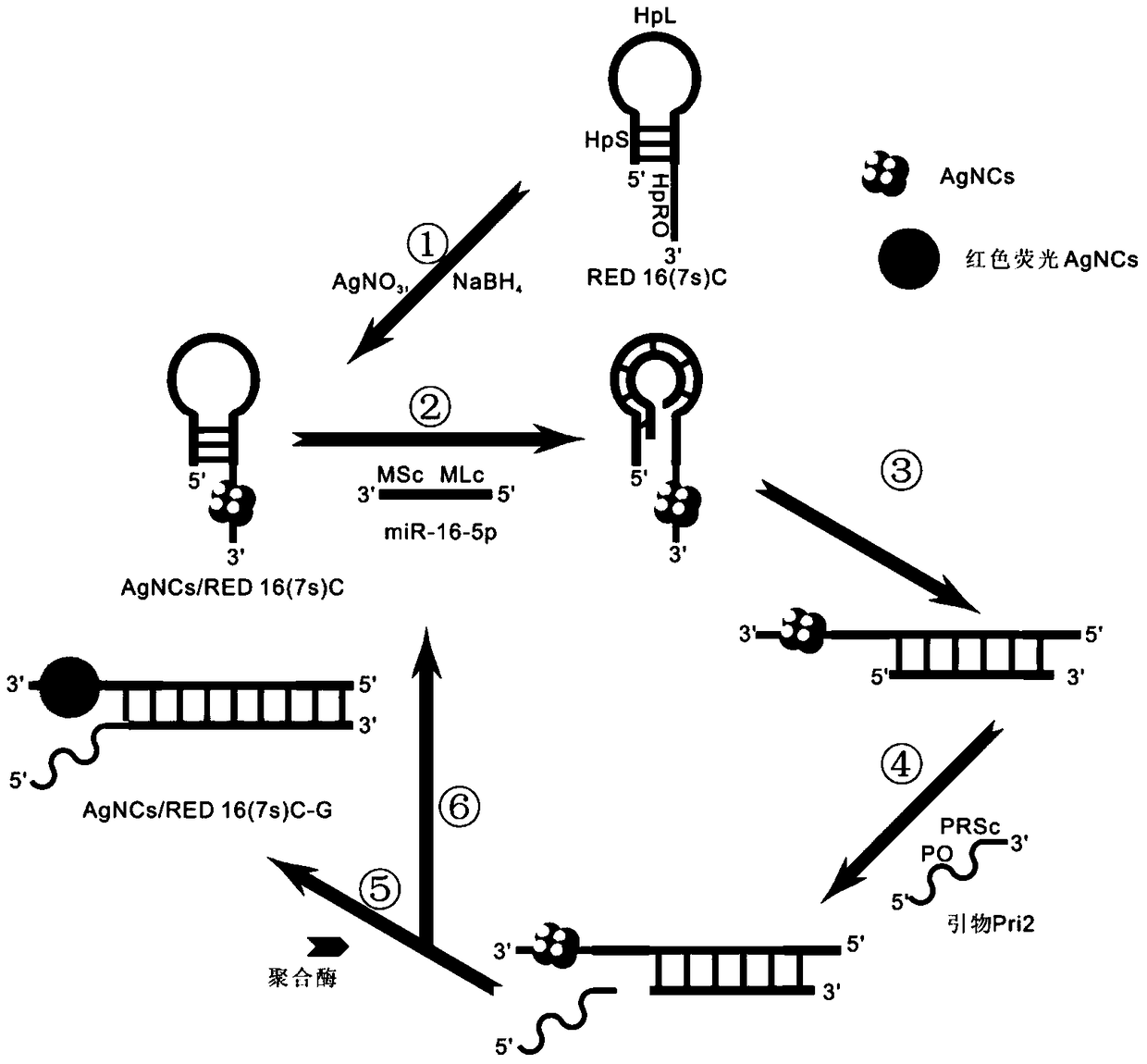 SDA reaction solution for microRNA SDA detection based on agncs/hpDNA probe