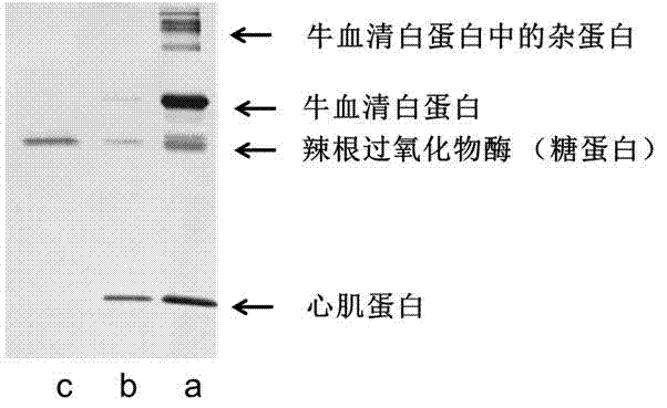 Aminophenylboronic acid surface-modified nano-carbon material, as well as preparation method and application thereof