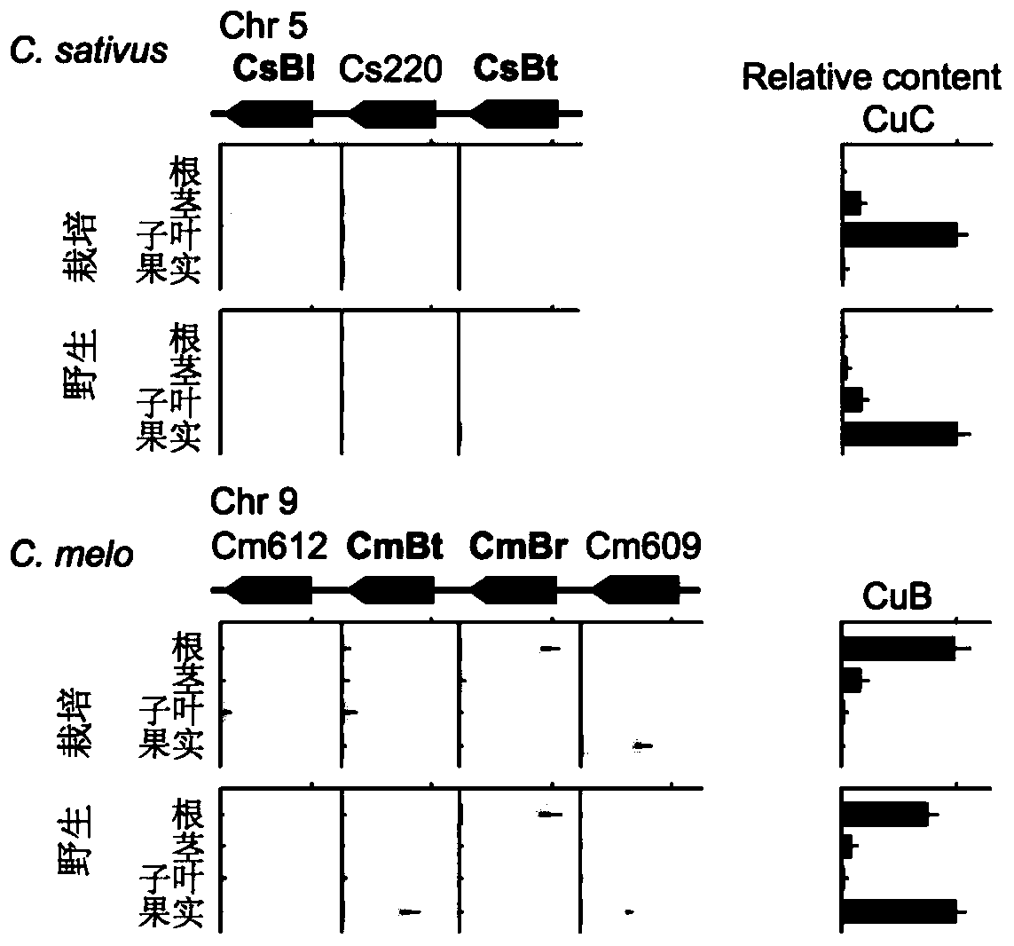 Transcription factors participating in regulating and controlling synthesis of bitter principles of cucumis melo and application of transcription factors