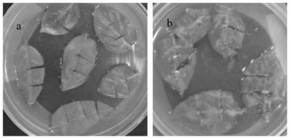 A method for constructing direct organogenesis regeneration pathway of Dangshansu pear