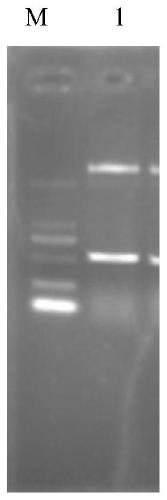 Double starter cascade regulation gene expression vector and construction method and application thereof