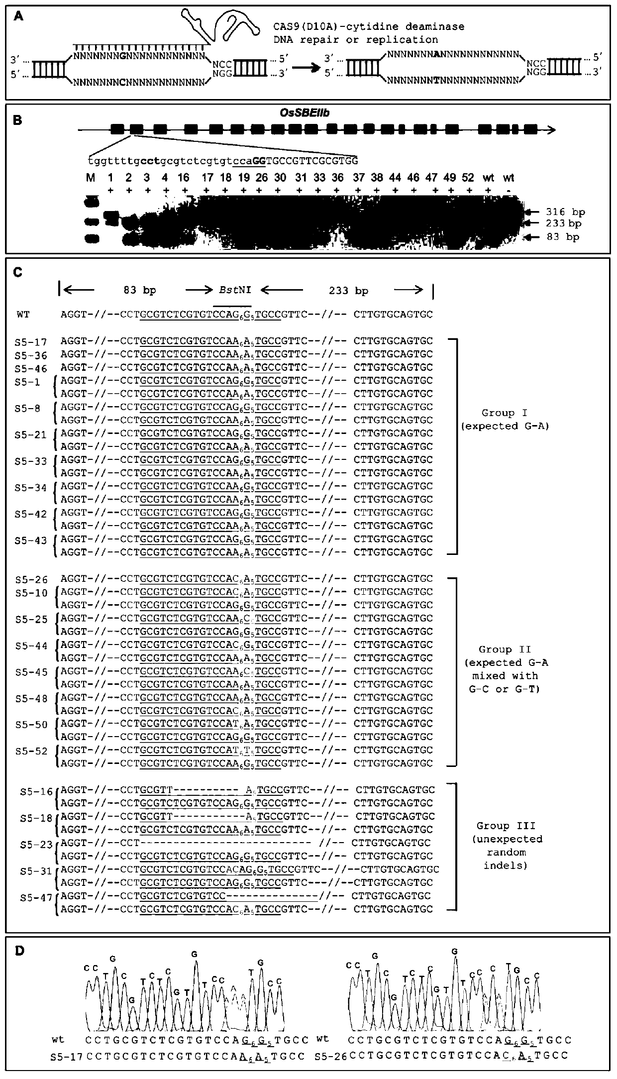 A CRISPR/NCas9-mediated site-directed base replacement in plants