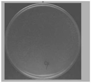 Yeast cDNA library and construction method of a sheep testis fibroblast membrane system