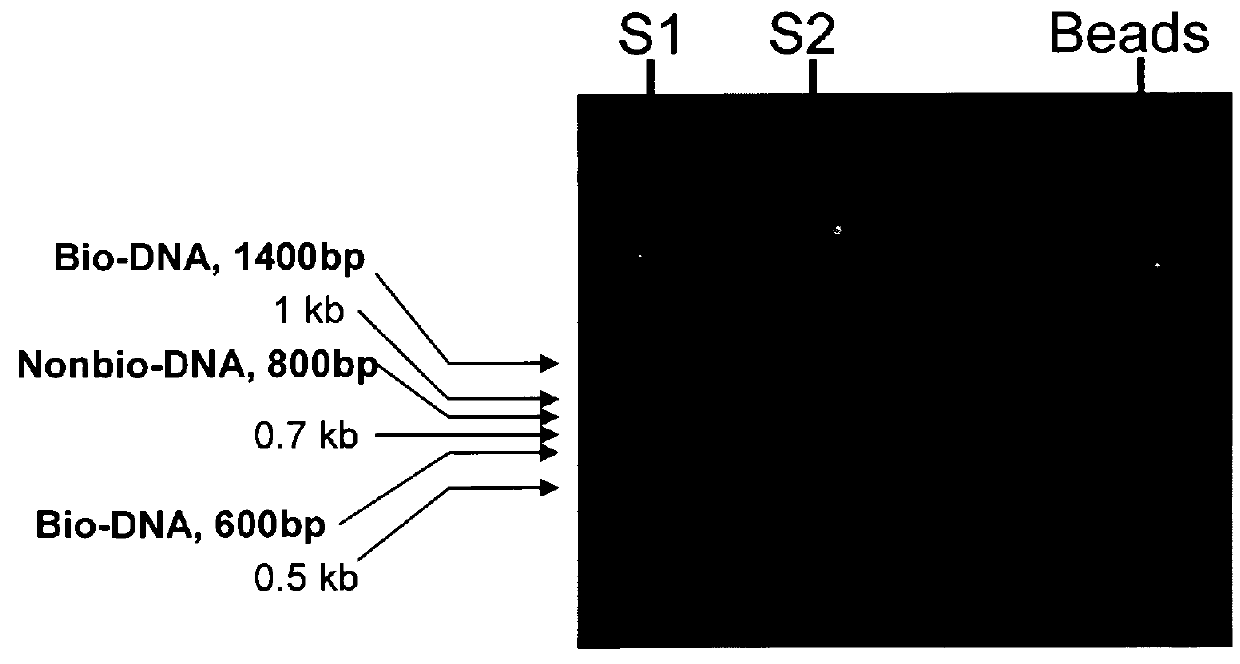 Methods of generating and screening for lytic chimeric polypeptides