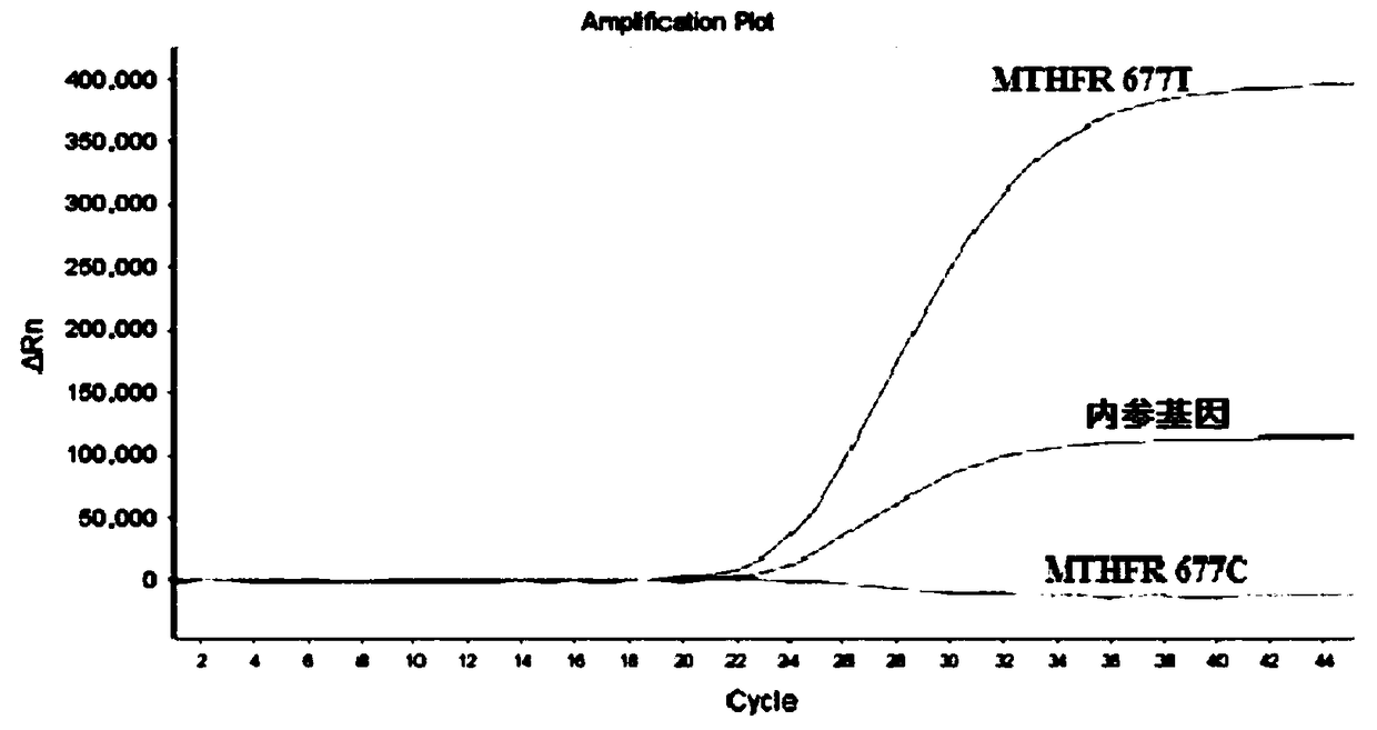 Kit used for detecting human MTHFR and MTRR gene polymorphism, and detection method thereof