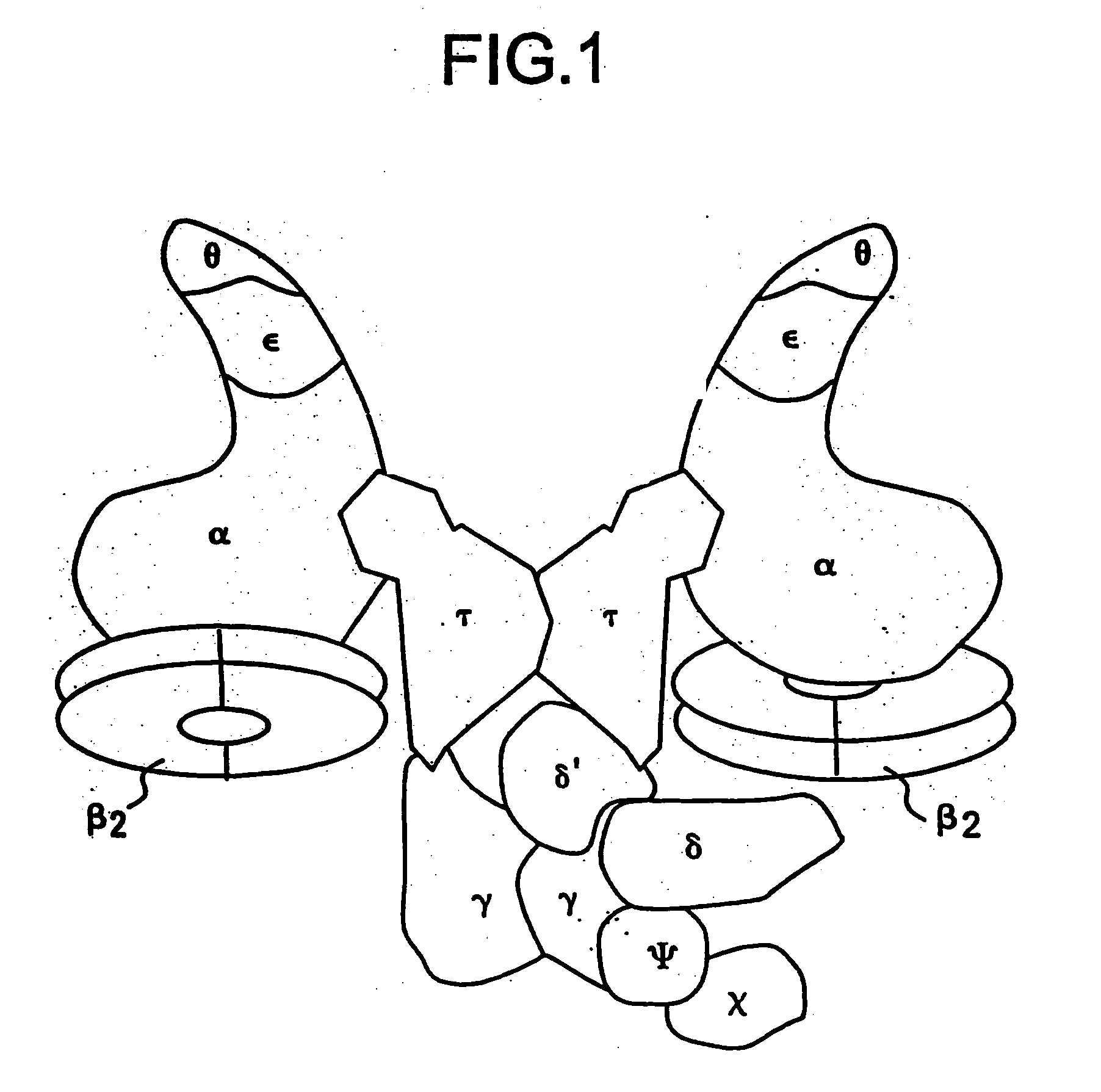 Nucleic acid encoding aquifex aeolicus delta prime polymerase subunit