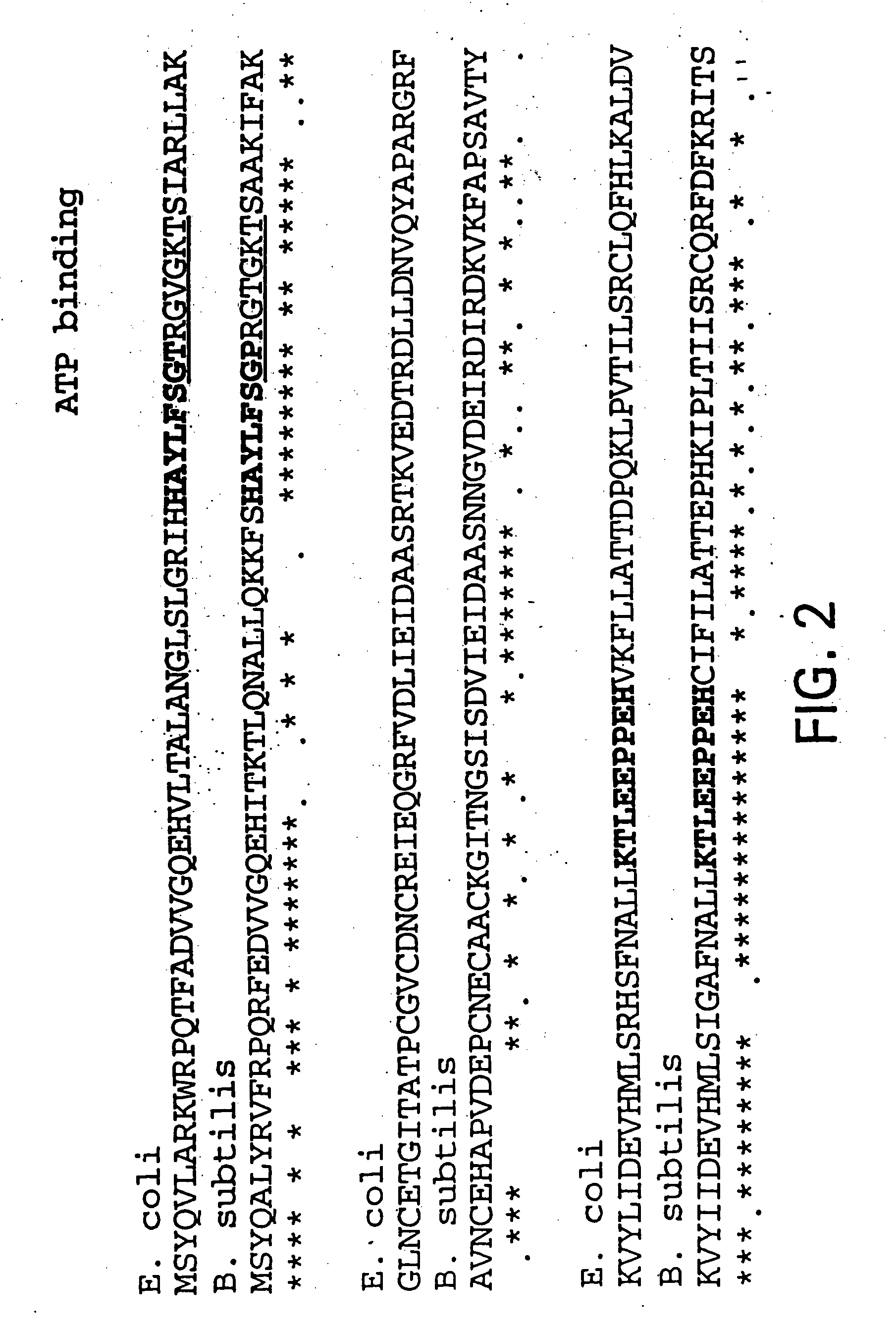 Nucleic acid encoding aquifex aeolicus delta prime polymerase subunit