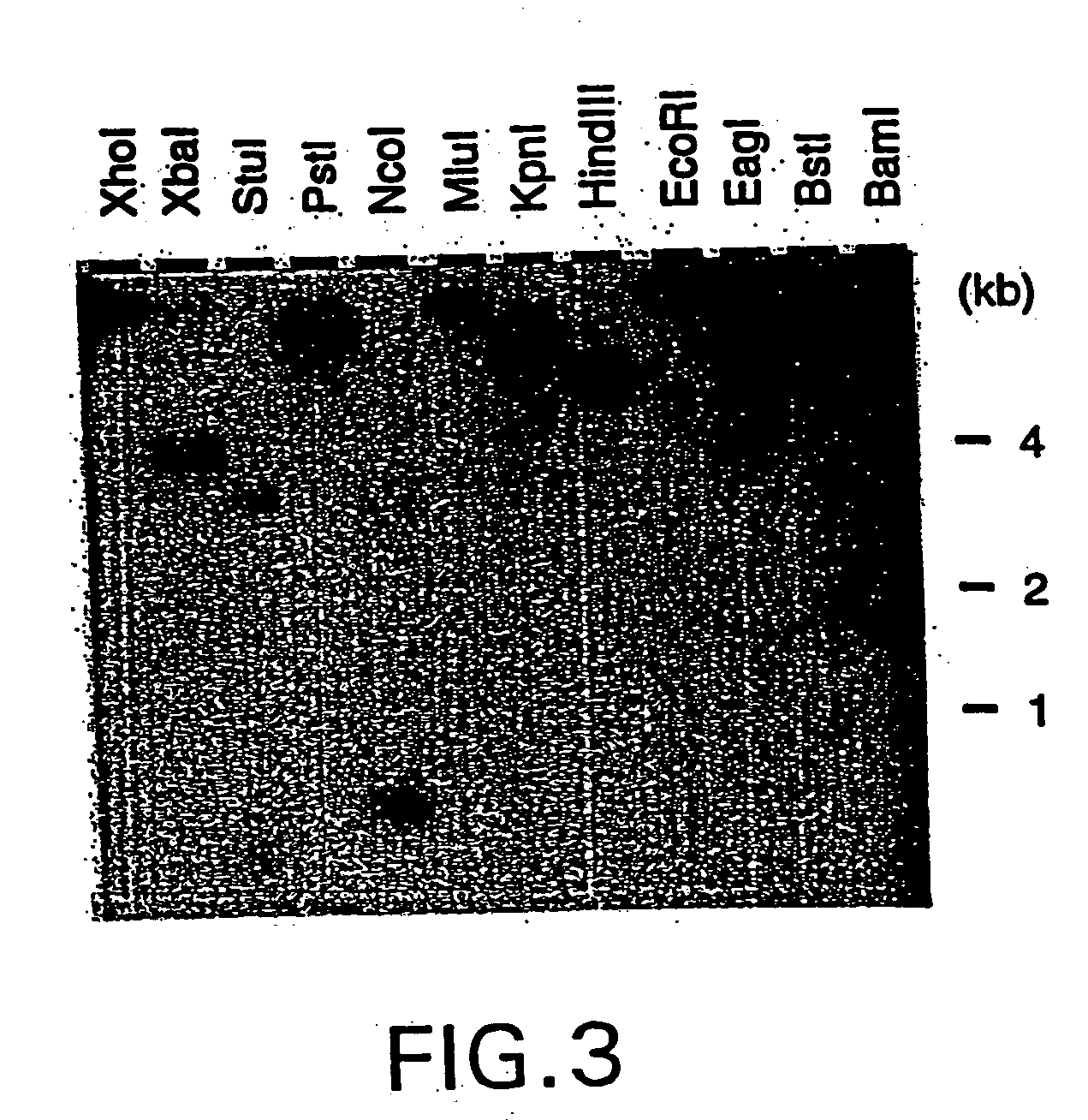 Nucleic acid encoding aquifex aeolicus delta prime polymerase subunit