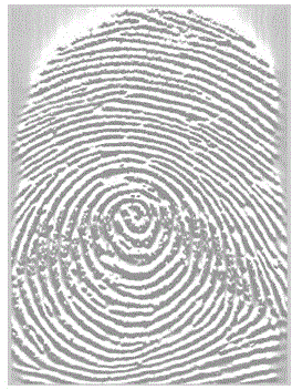 Fingerprint direction field calculation method based on improved partial differential model