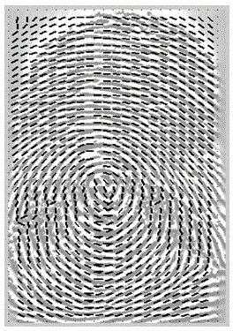 Fingerprint direction field calculation method based on improved partial differential model