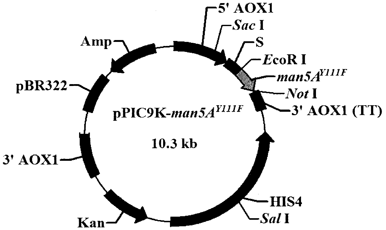 Design and preparation for mannose with high substrate affinity