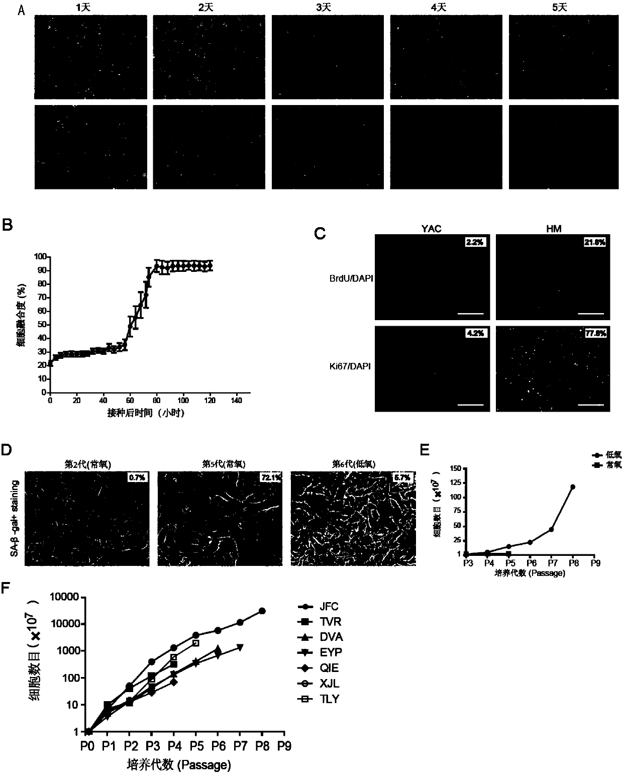 In-vitro amplification culture method and application of hepatocytes