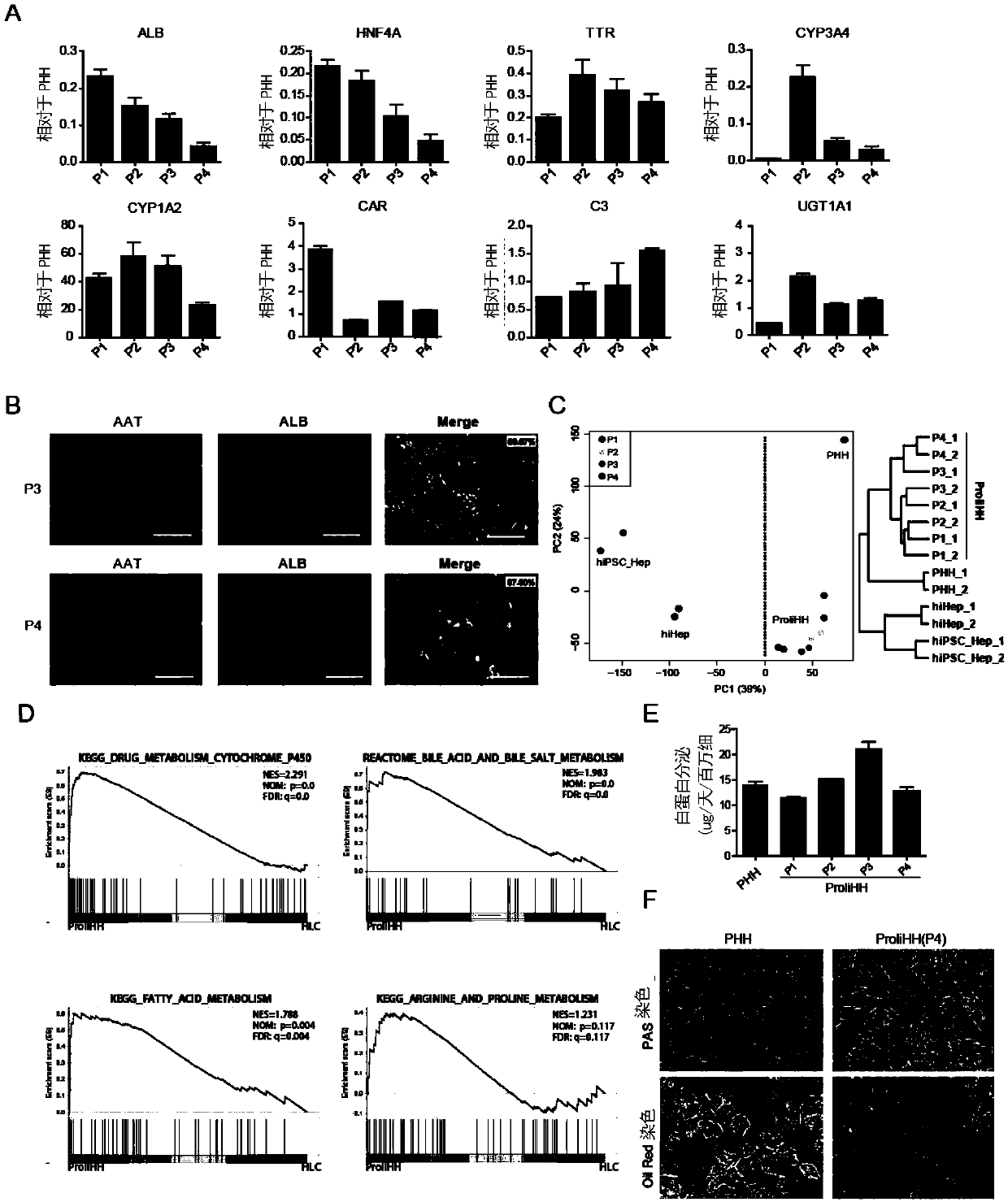 In-vitro amplification culture method and application of hepatocytes